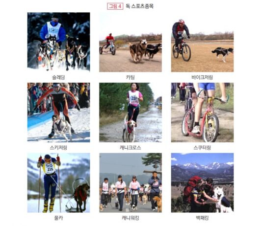 반려인과 반려견의 공감통로 ‘스포츠’